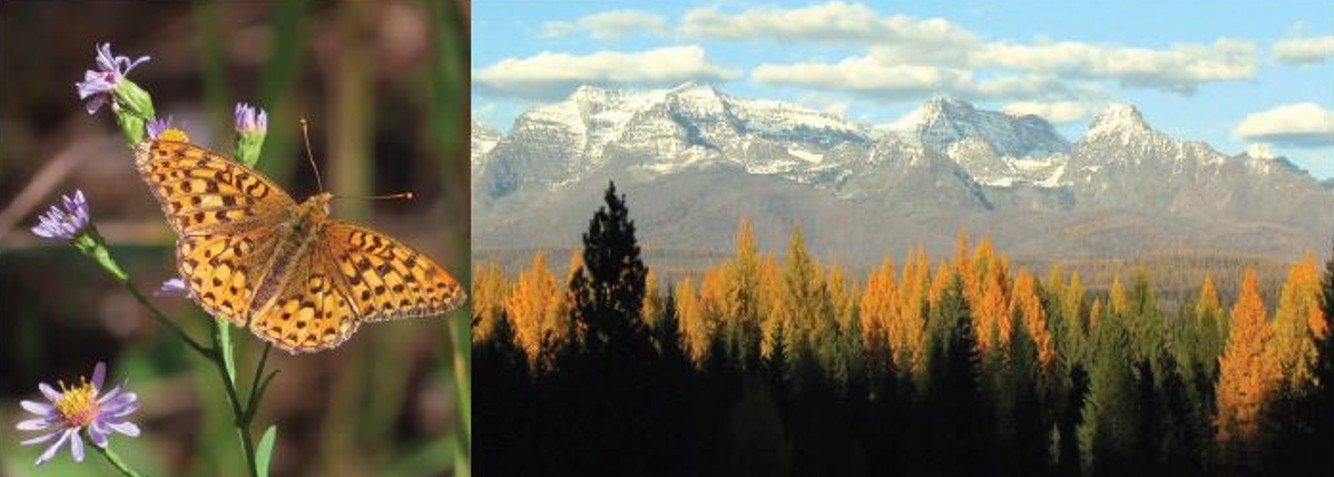 Montana Native Plant Conservation Strategy with Andrea Pipp