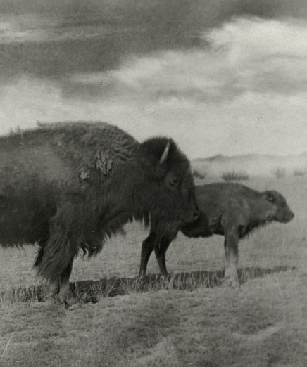 Adult Bison next to  calf